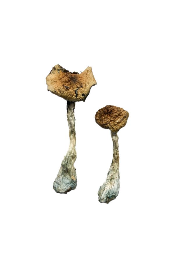 A+ Magic Mushrooms - Image 2