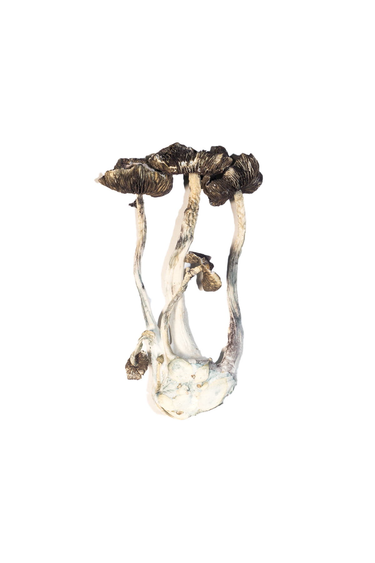 Albino A+ Magic Mushrooms - Image 2
