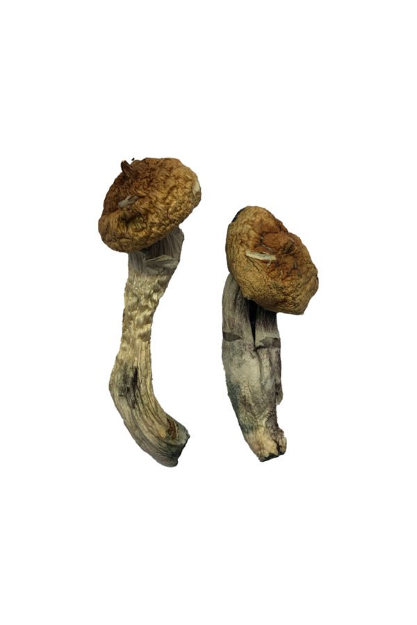 Amazonian Magic Mushrooms - Image 2