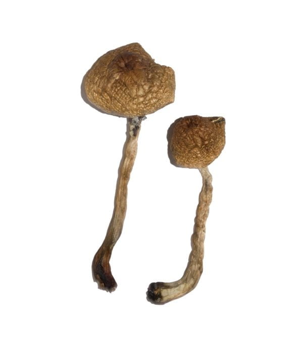 Malabar Magic Mushrooms - Image 2