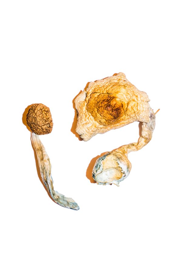 Transkei Magic Mushrooms - Image 2