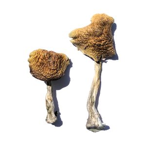 Buy Magic Mushrooms Online