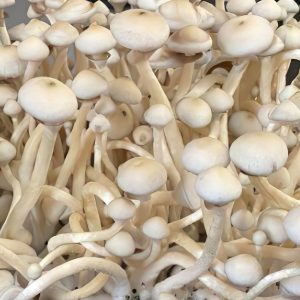 Rusty Whyte Magic Mushrooms