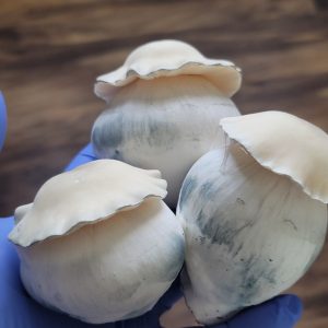 Albino Bluey Vuitton