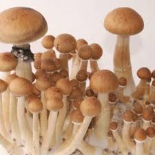 Koh Samui Super Strain