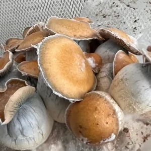 Koh Samui “Little Flower”