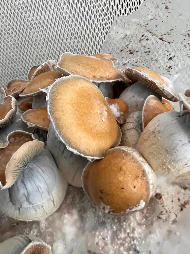 Koh Samui “Little Flower”