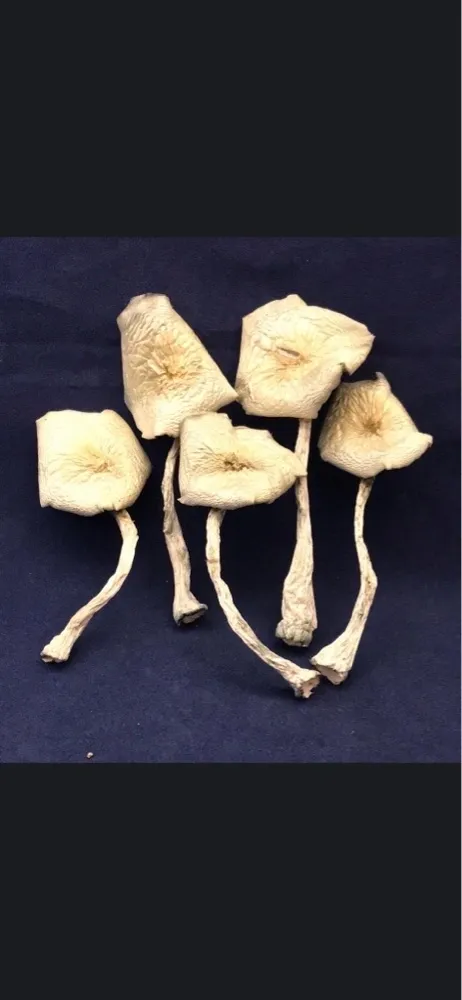 Jack Frost - Image 2